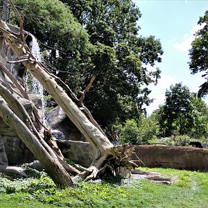 Detroit Zoo - Japanese Macaque habitat - Summer, 2016
