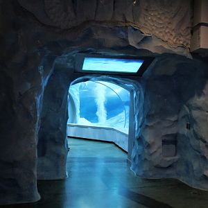 Detroit Zoo - Polk Penguin Conservation Center - Summer, 2016