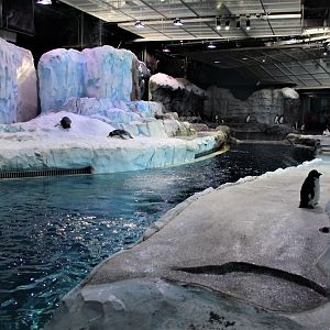 Detroit Zoo - Polk Penguin Conservation Center - Summer, 2016