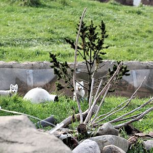 Detroit Zoo - Arctic Ring of Life- Summer/Fall, 2016