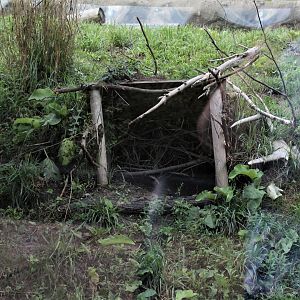 Detroit Zoo - Arctic Ring of Life- Summer/Fall, 2016