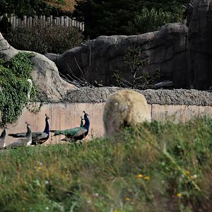 Detroit Zoo - Arctic Ring of Life- Summer/Fall, 2016