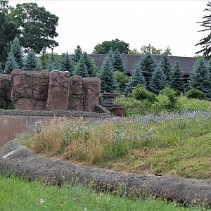 Detroit Zoo - Arctic Ring of Life- Summer/Fall, 2016