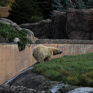 Detroit Zoo - Arctic Ring of Life- Summer/Fall, 2016