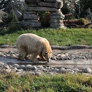 Detroit Zoo - Arctic Ring of Life- Summer/Fall, 2016
