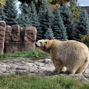 Detroit Zoo - Arctic Ring of Life- Summer/Fall, 2016