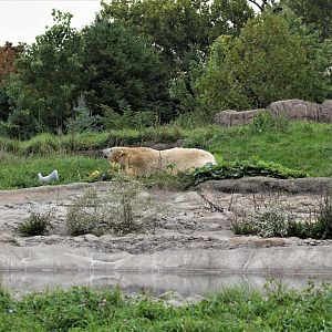 Detroit Zoo - Arctic Ring of Life- Summer/Fall, 2016