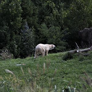 Detroit Zoo - Arctic Ring of Life- Summer/Fall, 2016