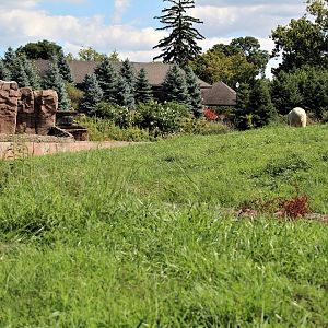 Detroit Zoo - Arctic Ring of Life- Summer/Fall, 2016