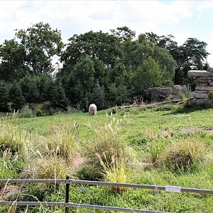 Detroit Zoo - Arctic Ring of Life- Summer/Fall, 2016
