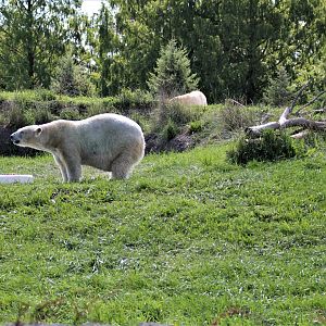 Detroit Zoo - Arctic Ring of Life- Summer/Fall, 2016