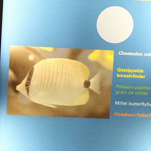 Millet Butterflyfish - Chaetodon Miliaris