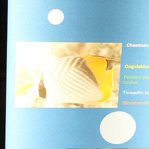 Sign Threadfin butterflyfish - Chaetodon auriga