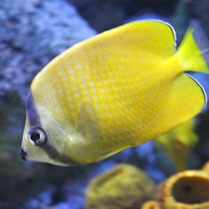 Sunburst butterflyfish - Chaetodon kleinii