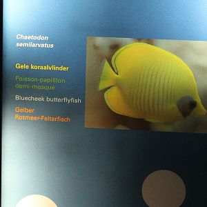 Sign Blue-cheek butterflyfish - Chaetodon semilarvatus