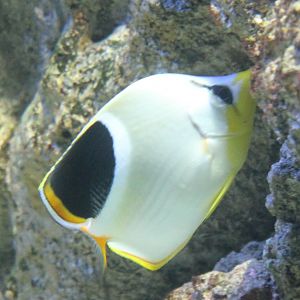 Saddle butterflyfish - Chaetodon ephippium