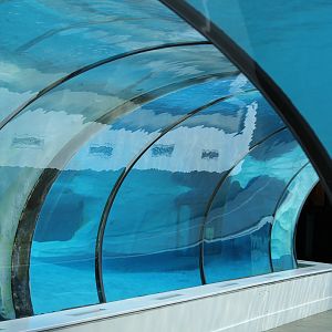 Detroit Zoo - Arctic Ring of Life- Summer/Fall, 2016