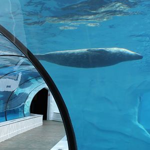 Detroit Zoo - Arctic Ring of Life- Summer/Fall, 2016