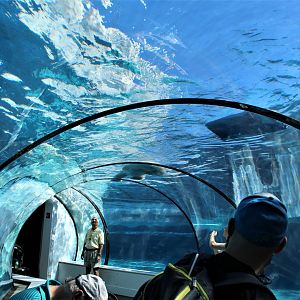 Detroit Zoo - Arctic Ring of Life- Summer/Fall, 2016