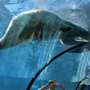 Detroit Zoo - Arctic Ring of Life- Summer/Fall, 2016