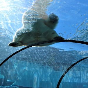 Detroit Zoo - Arctic Ring of Life- Summer/Fall, 2016