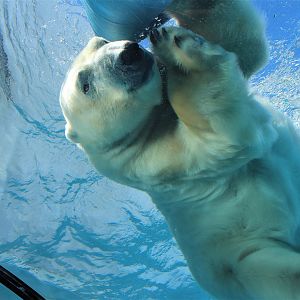 Detroit Zoo - Arctic Ring of Life- Summer/Fall, 2016
