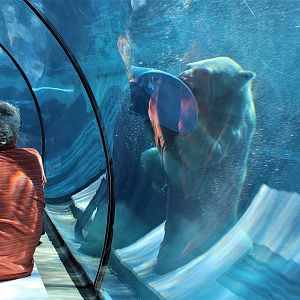 Detroit Zoo - Arctic Ring of Life- Summer/Fall, 2016