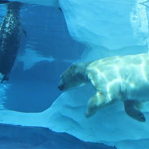 Detroit Zoo - Arctic Ring of Life- Summer/Fall, 2016