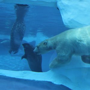 Detroit Zoo - Arctic Ring of Life- Summer/Fall, 2016