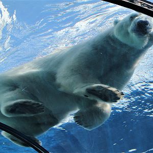 Detroit Zoo - Arctic Ring of Life- Summer/Fall, 2016