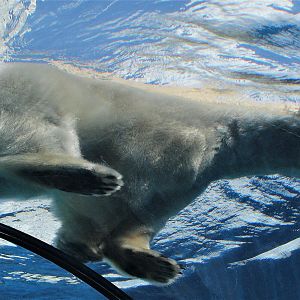 Detroit Zoo - Arctic Ring of Life- Summer/Fall, 2016