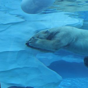 Detroit Zoo - Arctic Ring of Life- Summer/Fall, 2016