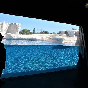 Detroit Zoo - Arctic Ring of Life- Summer/Fall, 2016