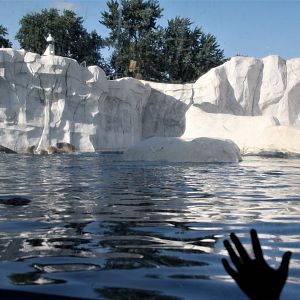 Detroit Zoo - Arctic Ring of Life- Summer/Fall, 2016