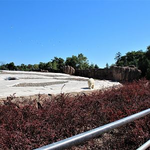 Detroit Zoo - Arctic Ring of Life- Summer/Fall, 2016