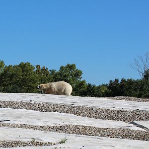 Detroit Zoo - Arctic Ring of Life- Summer/Fall, 2016