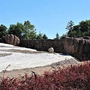 Detroit Zoo - Arctic Ring of Life- Summer/Fall, 2016