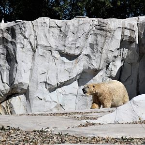Detroit Zoo - Arctic Ring of Life- Summer/Fall, 2016