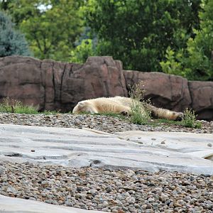 Detroit Zoo - Arctic Ring of Life- Summer/Fall, 2016