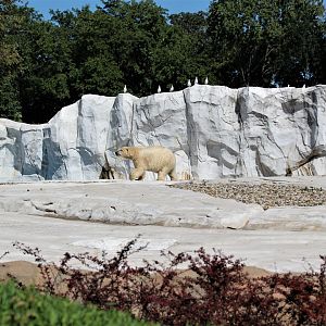 Detroit Zoo - Arctic Ring of Life- Summer/Fall, 2016