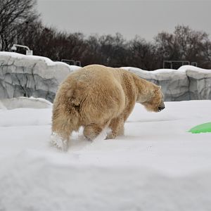 Detroit Zoo - Arctic Ring of Life- December, 2016