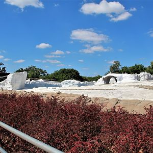 Detroit Zoo - Arctic Ring of Life- Summer/Fall, 2016