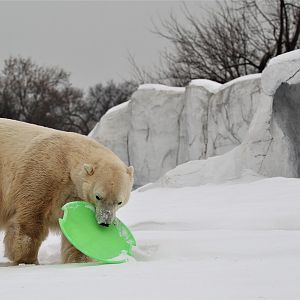 Detroit Zoo - Arctic Ring of Life - December, 2016