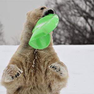 Detroit Zoo - Arctic Ring of Life - December, 2016