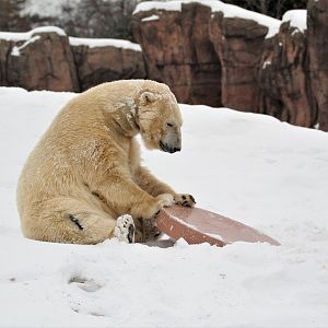 Detroit Zoo - Arctic Ring of Life - December, 2016