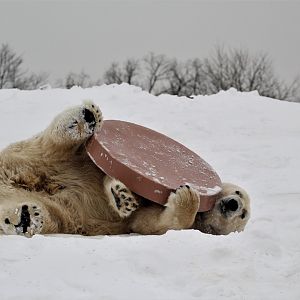 Detroit Zoo - Arctic Ring of Life - December, 2016