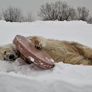 Detroit Zoo - Arctic Ring of Life - December, 2016