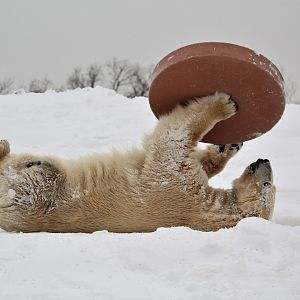 Detroit Zoo - Arctic Ring of Life - December, 2016
