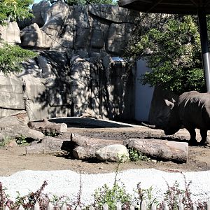 Detroit Zoo - Rhino enclosure - Summer/Fall, 2016