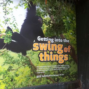 Wild Indonesia Poster: Getting into the Swing of Things